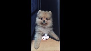 Pomeranian Irkı Bakımı ve Temizliği  İrem Taşpınar 🐶 [upl. by Plate606]