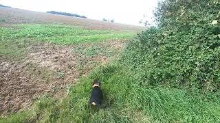 Chasse en Normandie  Petit gibier en plaine  24092023 [upl. by Yarahs]