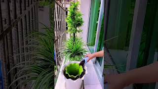 Planting plants beautiful soilpot soillove soilgrown soiltypes farming propagation edit [upl. by Cumine]