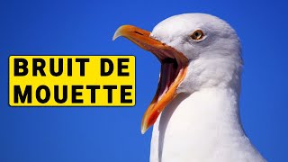 BRUIT DES MOUETTES [upl. by Subir]