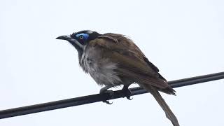 Bluefaced Honeyeater Hervey Bay Qld [upl. by Treborsemaj275]