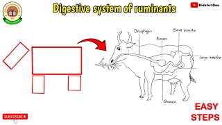 Cow digestive system diagram Class 7  Digestive system of ruminants  Easy cow digestive system [upl. by Mauldon]