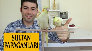 Sultan Papağanlarının Bakımı ve Cinsiyet Ayrımı [upl. by Oiram]