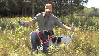 Free Hunting Dog Training Videos  Willow Creek Kennels  Positive Reinforcement Training [upl. by Venterea394]