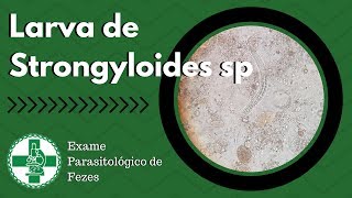 Larva rabditoide de Strongyloides sp [upl. by Elyc]