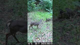 Doe Vs Woodchuck Round 2 hunting subscribe shorts deer nature [upl. by Sholley761]