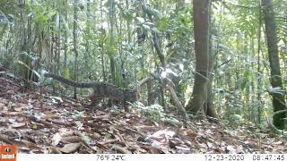 Video of two marbled cats in Sumatran rainforest [upl. by Urbas655]