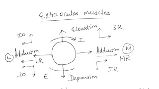 Extraocular muscles in 1minute  Anatomy  shorts [upl. by Lodi]