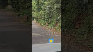 Monkey spinning monkey 🐒🐵shortvideo shorts viralshorts monkey 🐒🐒deepashortofficial3948 🙏 [upl. by Crescentia]