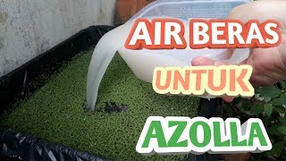 MEMANFAATKAN AIR CUCIAN BERAS UNTU AZOLLA [upl. by Nysila169]