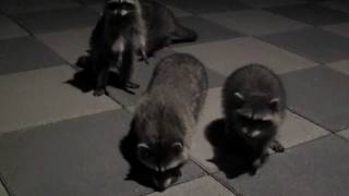 Baby Raccoons Sounds  Close Up View [upl. by Yanarp504]