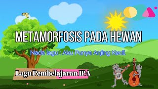 Lagu Pembelajaran IPA di SD quotMetamorfosis Pada Hewanquot [upl. by Goldsworthy753]