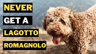 5 Reasons Why You Should Never Get a Lagotto Romagnolo Dog [upl. by Marb187]