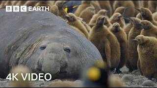 Incredible 4K Nature Scenes Narrated By David Attenborough  BBC Earth [upl. by Martel]