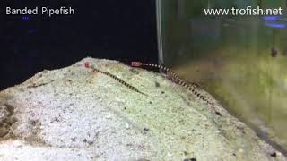 트로피쉬넷 Pipefish banded 밴디드 파이프 피쉬 [upl. by Accem]