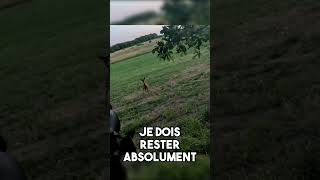 Une Chevrette Aboie à Quelques Mètres  animaux chasse nature [upl. by Staford314]