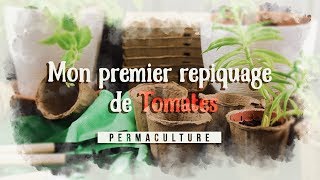 Comment faire son premier repiquage de Tomates 🍅 [upl. by Calhoun100]