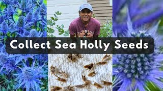 How To Collect Sea Holly Seeds  Save Harvest Eryngium Seeds [upl. by Pippo]