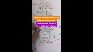 Exame Neurológico Lesão do 1° e 2° neurônio motor 🧠 [upl. by Pinelli381]