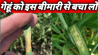 septoria tritici blotch stb of wheat।how to control septoria leaf spot। गेहूं की खतरनाक बीमारी। [upl. by Lam695]