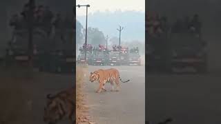 Jim Corbett tiger junglesfari youtubeshorts shorts ytshorts [upl. by Teodora803]