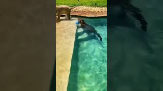 Jaguar amp Ligers Playful Aquatic Antics  जगुआर और लिगर्स चंचल जलीय हरकते  wildlife [upl. by Oicneserc]