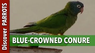 Bluecrowned Conure in Tenerife  Discover PARROTS [upl. by Adnyc]