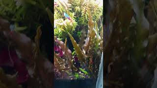 Plants pearling in my tank [upl. by Wiseman]