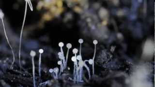 Sporulating Soil Fungi time lapse [upl. by Eleen]