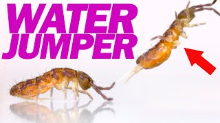 Springtails Secret Trick For Jumping On Water [upl. by Squires]