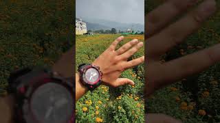 floriculture agriculture indianagriculture farming flowers [upl. by Fernandina]