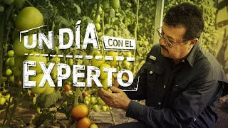 UN DÍA CON EL EXPERTO  Hortalizas Manejo de VIROSIS en el cultivo de TOMATE [upl. by Haskel]