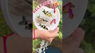 Fishes🐠crayfish🦞Catfish🐟melon barbs😍ko kuye me release kr dya🥳shortsfeedshortsminivlogpets [upl. by Suolkcin]