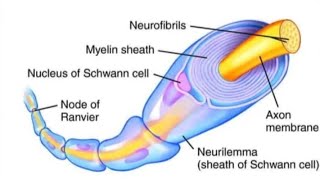 Neuroanatomy lecture series Lecture 6 MYELINATION [upl. by Gayle679]