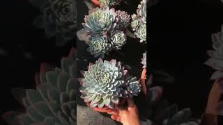 Echeveria White Minima succulent garden shots plants [upl. by Alduino]