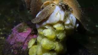 Common Whelk Buccinum undatum laying eggs [upl. by Skye]