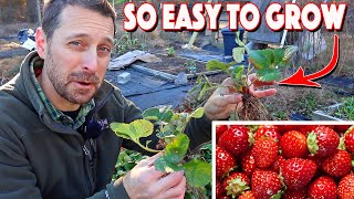 Growing Strawberries At Home Is Easy Complete Growing Guide [upl. by Queridas174]