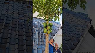 Boyka Harvesting Papayas Fresh Fruit from the Garden [upl. by Zerep]