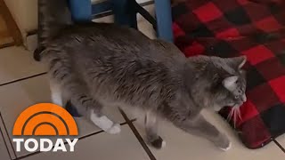 Watch Cat appears to mimic owner using crutches [upl. by Seavey]