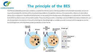 Baculovirus Efficient Tool for Protein Expression [upl. by Eoz]