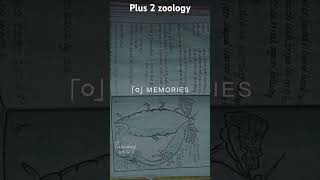 Morphology amp anatomy plus 2 zoology record 202425 [upl. by Harod]