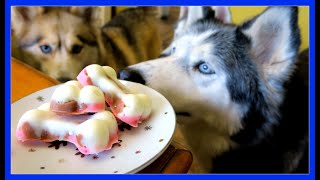 DIY DOG ICE CREAM Neapolitan Ice Cream for Dogs  Snow Dogs Snacks 51  Dog Treats [upl. by Eelasor]