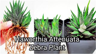 Haworthia Attenuata Zebra Plant Propagation  Subtitles Available [upl. by Renell511]