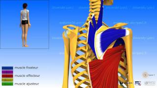 Lépaule ladduction les muscles adducteurs [upl. by Maurreen886]