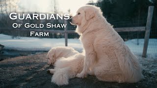 Gold Shaw Farm Documentary Introduction [upl. by Ecnal219]