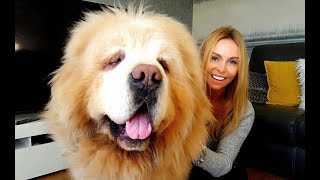 CHINESE TIBETAN MASTIFF  The Worlds Most Expensive Dog [upl. by Attennaej]