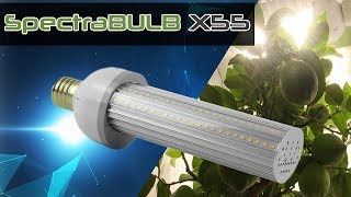 SpectraBULB X55  Présentation lampe horticole LED [upl. by Meneau919]