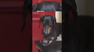 How dachshund puppy arrived at new home [upl. by Tzong310]