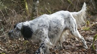 Voyage de chasse à la bécasse  Ecosse et Angleterre [upl. by Pilar85]