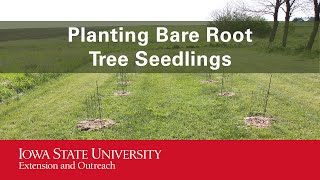 Planting Bare Root Tree Seedlings [upl. by Lezned]